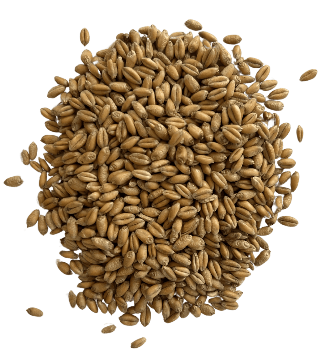 Bulk Grains Organic Winter Wheat Berries Hard Red - Single Bulk Item - 50lb
